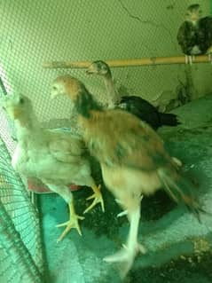 Aseel Chickens for sale