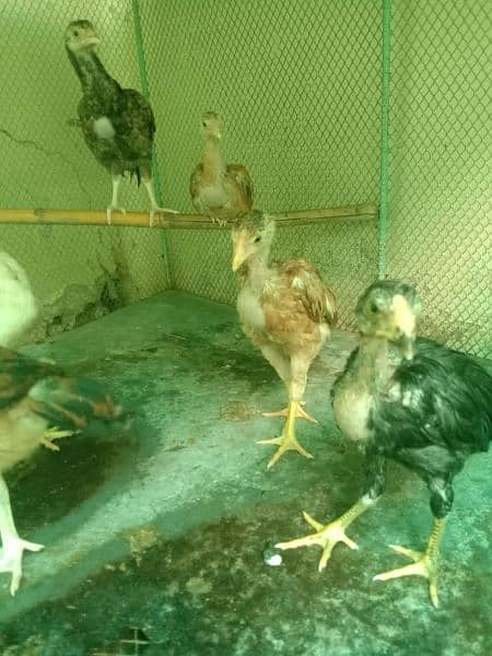 Aseel Chickens for sale 1