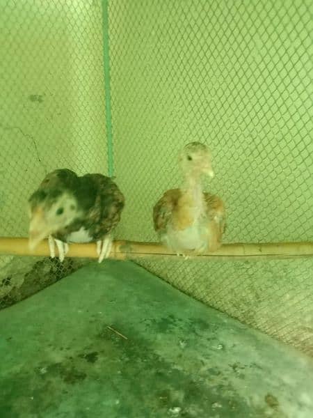 Aseel Chickens for sale 2