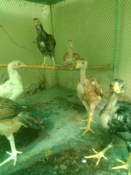 Aseel Chickens for sale 3