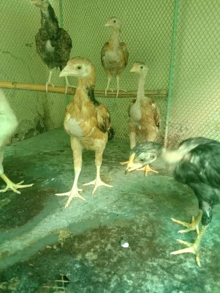 Aseel Chickens for sale 4