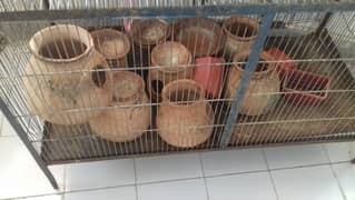 parrots cage