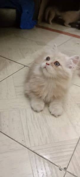 Pure Elegance: Persian Kittens for Sale 2