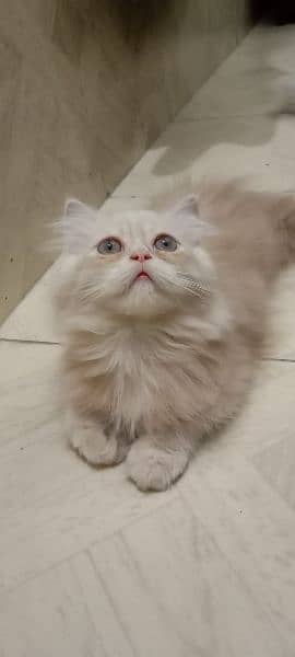 Pure Elegance: Persian Kittens for Sale 4