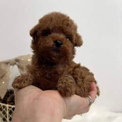 Toy poodle puppy are imported available in Pakistan
