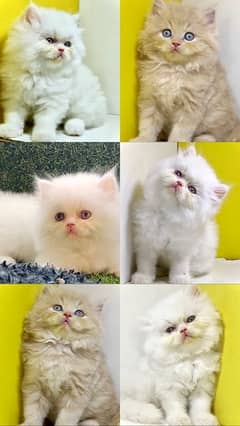 Punched faced kittens / Persian kittens/Triple coated kittens for sale