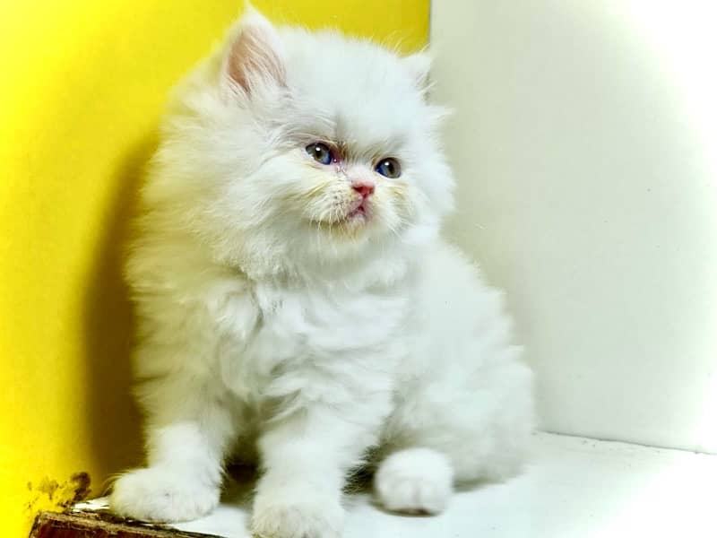 Punched faced kittens / Persian kittens/Triple coated kittens for sale 1