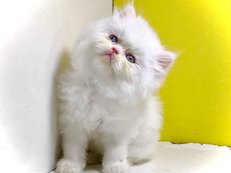 Punched faced kittens / Persian kittens/Triple coated kittens for sale 3