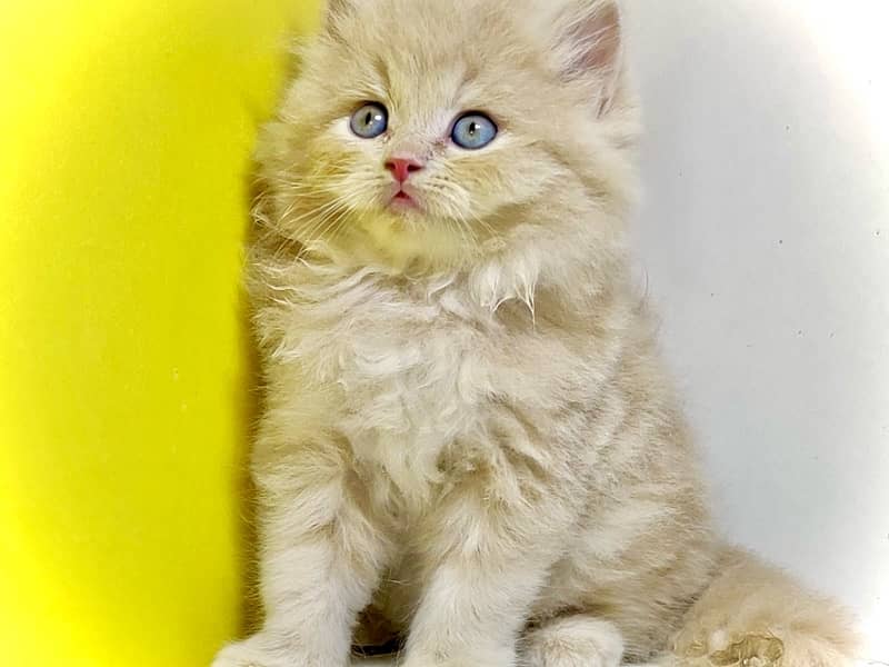 Punched faced kittens / Persian kittens/Triple coated kittens for sale 4