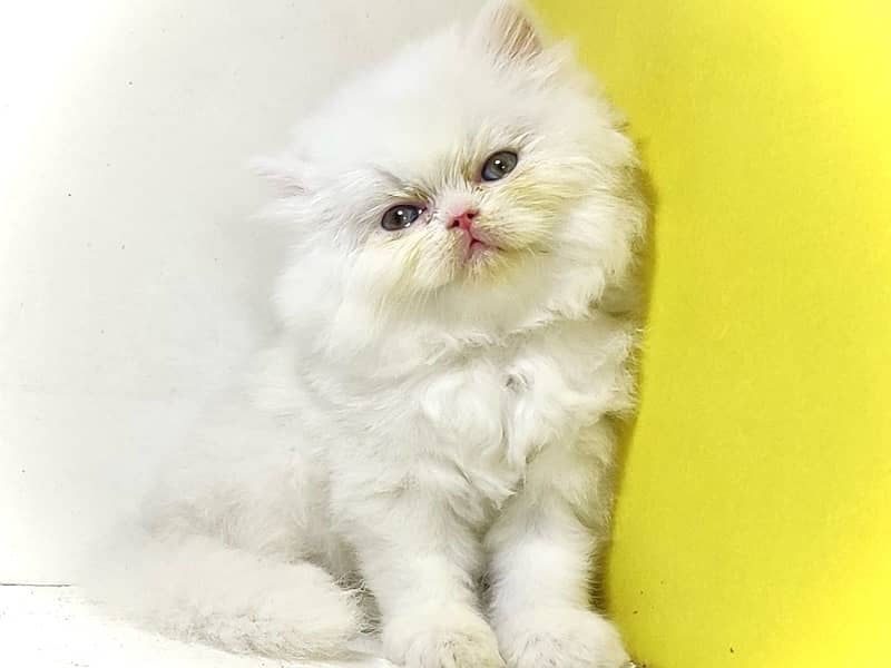 Punched faced kittens / Persian kittens/Triple coated kittens for sale 5