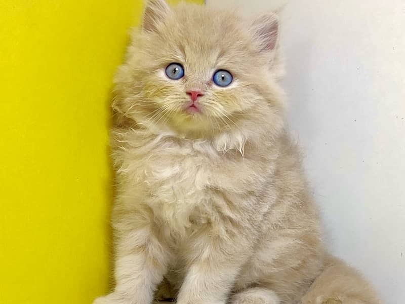 Punched faced kittens / Persian kittens/Triple coated kittens for sale 6