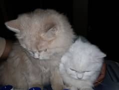 Persian triple coat cat pair