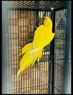 yellow ringneck parrot