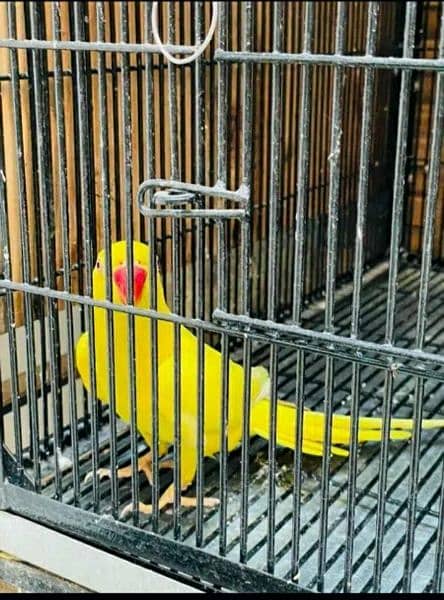 yellow ringneck parrot 1