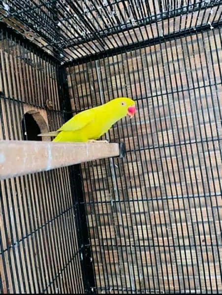 yellow ringneck parrot 2