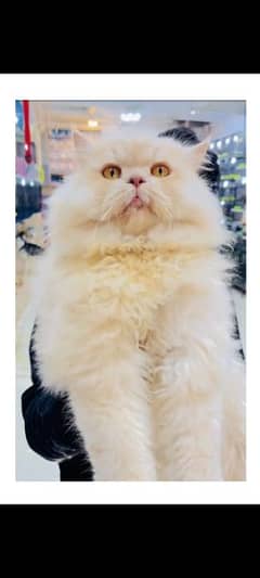 beautiful persian male A quality for mate not for sale
