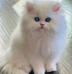 Persian kitten punch face heavy fur coat
