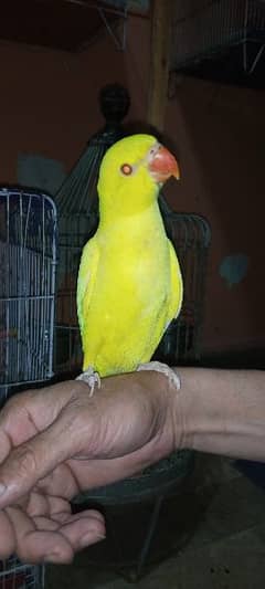 yellow Ring male parrot for sale