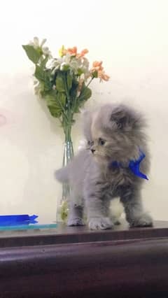 Persian kitten Grey triple coated