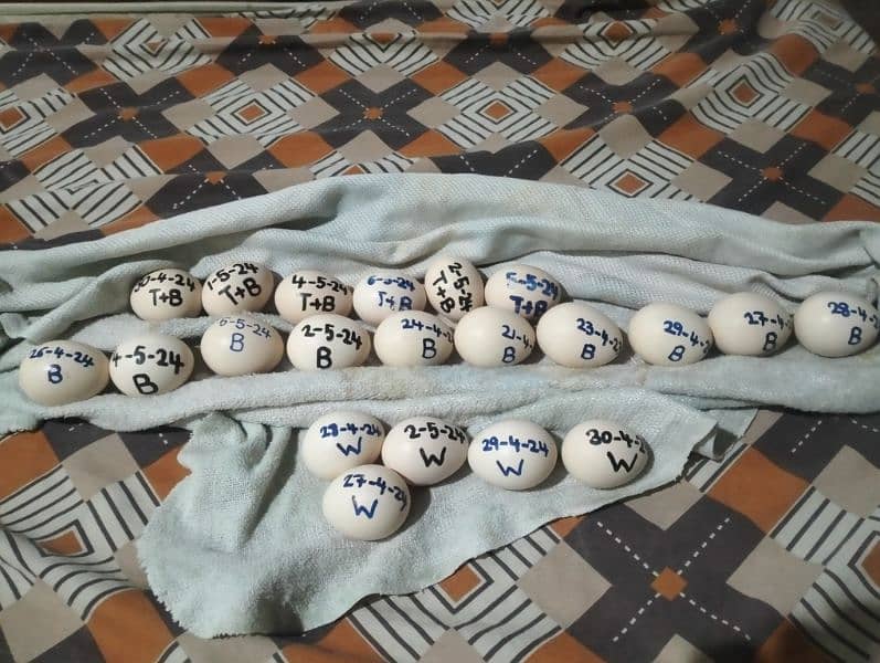 Aseel Heera Fresh and fertile eggs available 0