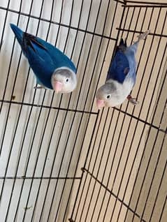 love birds budgies blue fisher pastel parrots breeder pairs for sale