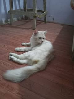Persian male cat ha 2