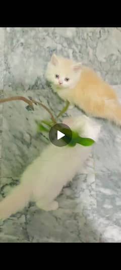 Persian kitten (Video k lye Whatsapp kren)