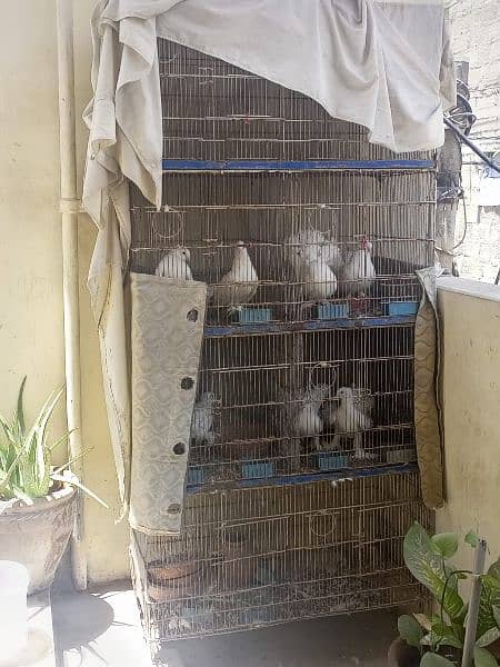 lakka laka breeder pair 1 frill young cage pinjra 0