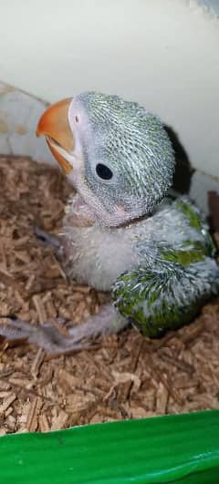 Alexandrine Raw parrot chick Urgent sale