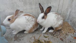 rabbits pair healthy and active 1 year old