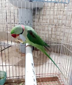 Alexandrine Pahari Parrot