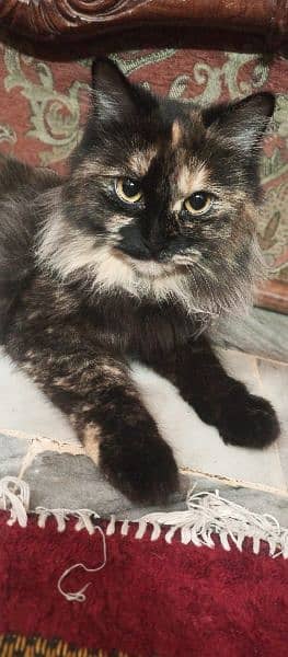 double coat Persian calico male female both available 3