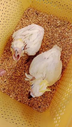 Medium Sulphur Cockatoo Chicks