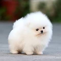 Pomeranian fancy puppy 03700502245