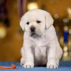 Labrador puppies 03700502245