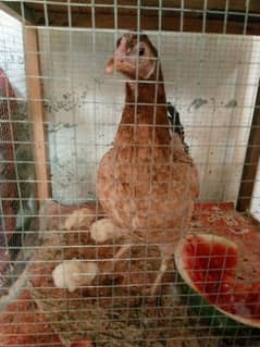 peela Aseel 4 chicks with hen 03099073744