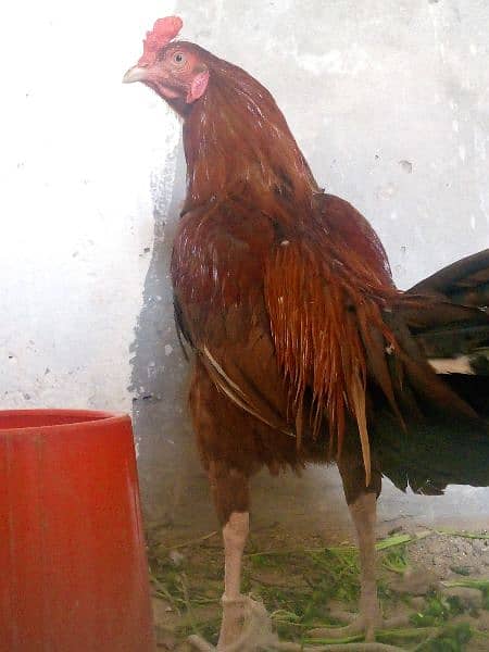 peela Aseel 4 chicks with hen 03099073744 3
