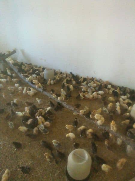 missri goldan chicks 1