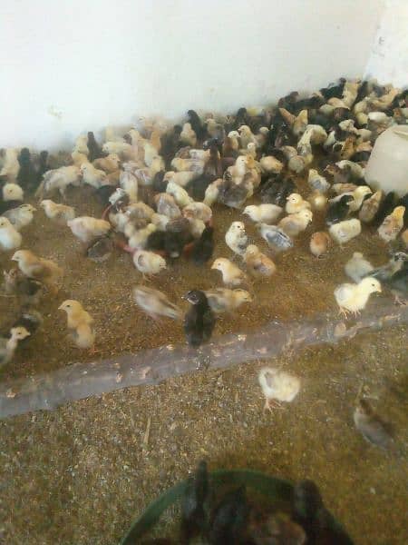 missri goldan chicks 4