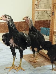 pure thai land chicks for sale