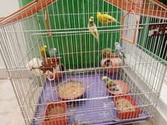 budgie / Australian parrots with cage
