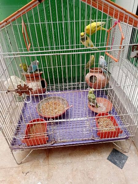 budgie / Australian parrots with cage 1