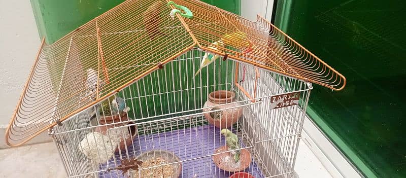 budgie / Australian parrots with cage 2