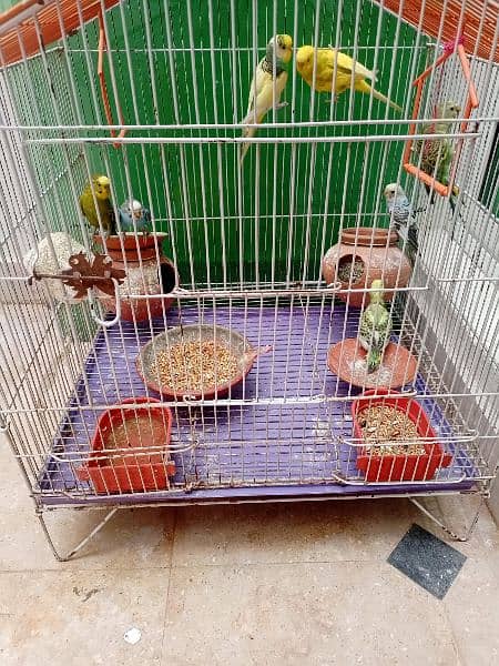 budgie / Australian parrots with cage 3