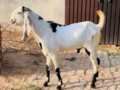 4 daant Bakra for qurbani for sale 0