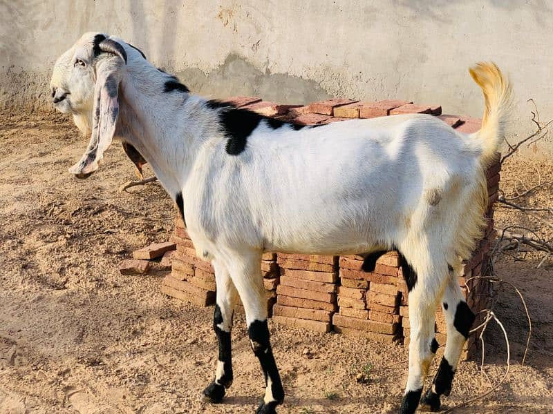 4 daant Bakra for qurbani for sale 1