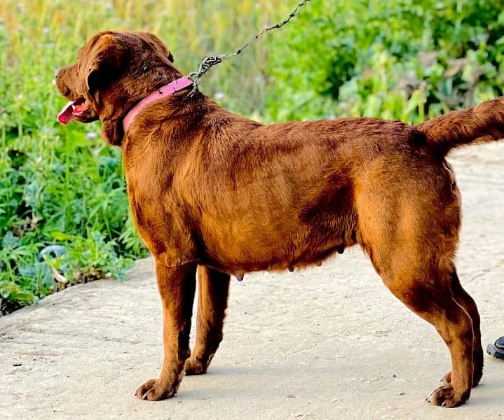 female labra two years age 0