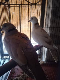 dove for sale pair breding