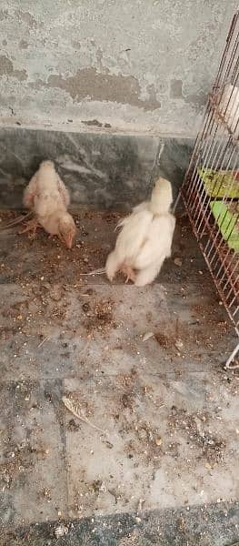 Bentom Chick +Egg + light sussex 3