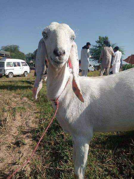 goat sale for Qurbani age one year and 2 month paki dondi 0